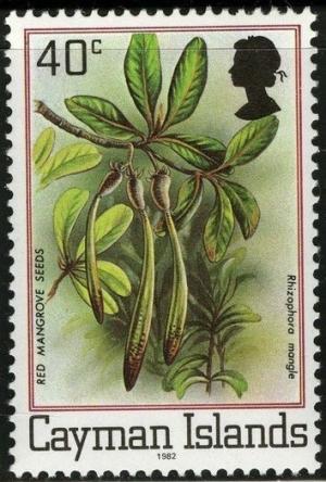 Colnect-1676-416-Red-Mangrove-Seeds.jpg