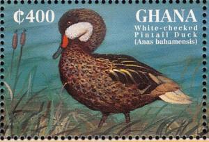Colnect-1718-827-White-cheeked-Pintail-Anas-bahamensis.jpg