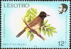Colnect-1724-591-African-Red-eyed-Bulbul-Pycnonotus-nigricans.jpg