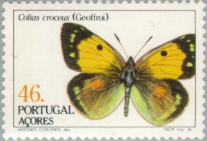 Colnect-186-131-Dark-Clouded-Yellow-Colias-croceus.jpg