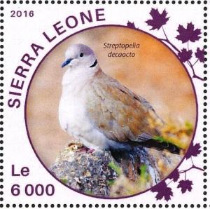 Colnect-3566-073-Eurasian-Collared-Dove---Streptopelia-decaocto.jpg
