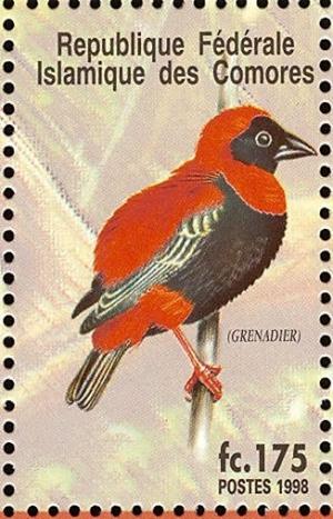 Colnect-3669-525-Southern-Red-Bishop%C2%A0Euplectes-orix.jpg