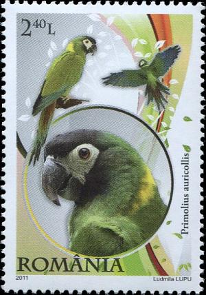 Colnect-4286-187-Yellow-collared-Macaw-Primolius-auricollis.jpg