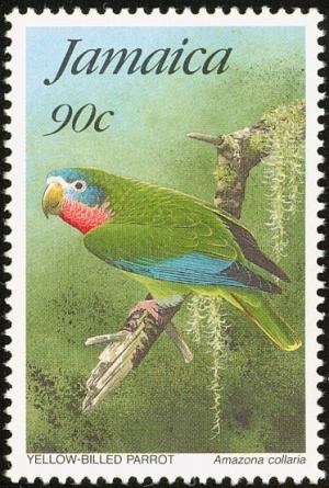 Colnect-771-005-Yellow-billed-Amazon-Amazona-collaria.jpg