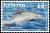 Colnect-3228-857-Atlantic-Spotted-Dolphin-Stenella-frontalis.jpg