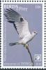 Colnect-6252-054-White-tailed-Kite---Elanus-leucurus.jpg