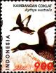 Colnect-4826-276-White-eyed-Duck-Aythya-australis.jpg