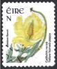 Colnect-1325-655-Yellow-horned-poppy---Glaucium-flavum.jpg