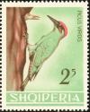 Colnect-1976-263-European--Green-Woodpecker-Picus-viridis.jpg