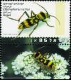 Colnect-780-825-Longhorn-Beetle-Chlorophorus-varius.jpg