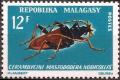 Colnect-2122-674-Long-horned-Beetle-Mastododera-nodicollis.jpg