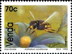Colnect-1519-710-Mason-Bee-Anthidium-cordiforme.jpg
