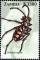 Colnect-3051-622-Tiger-Beetle-Cicindela-regalis.jpg
