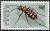 Colnect-1104-885-Tiger-Beetle-Cicindela-regalis.jpg