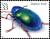 Colnect-6164-954-Dogbane-Beetle-Chrysochus-auratus.jpg