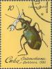 Colnect-660-285-Calosoma-Beetle-Calosoma-splendida.jpg