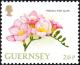 Colnect-5542-935-Freesia--Pink-Glow-.jpg