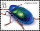 Colnect-6164-954-Dogbane-Beetle-Chrysochus-auratus.jpg