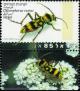 Colnect-780-825-Longhorn-Beetle-Chlorophorus-varius.jpg