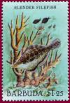 Colnect-1302-416-Slender-Filefish-Monacanthus-tuckeri-.jpg