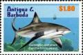 Colnect-5942-698-Caribbean-Reef-Shark-Carcharhinus-perezi.jpg