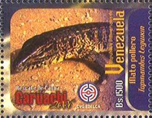 Colnect-4842-200-Common-Tegu-Tupinambis-teguixin.jpg