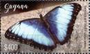 Colnect-4966-872-Morpho-peleides---Emperor-butterfly.jpg