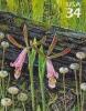 Colnect-201-819-Rosebud-Orchid-Cleistesiopsis-divaricata-Pipewort.jpg