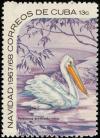Colnect-2509-023-American-White-Pelican-Pelecanus-erythrorhynchus.jpg