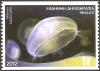 Colnect-2935-172-Common-Jellyfish-Aurelia-aurita.jpg