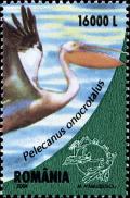 Colnect-5237-544-Great-White-Pelican-Pelecanus-onocrotalus.jpg