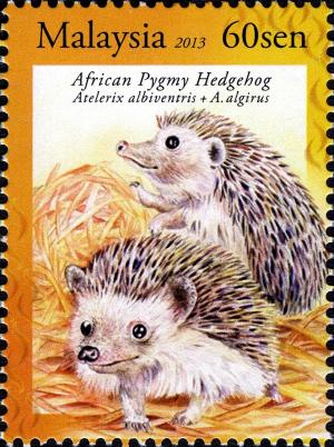 Colnect-2566-076-Four-toed-Hedgehog-Atelerix-albiventris-North-African-Hed.jpg