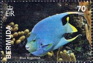 Colnect-3012-953-Bermuda-Blue-Angelfish-Holacanthus-bermudensis-.jpg