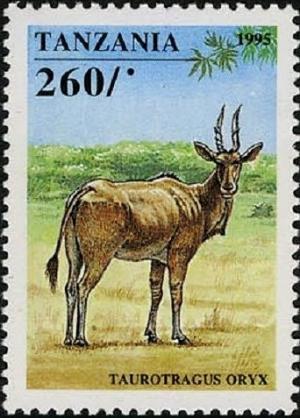 Colnect-4312-489-Common-Eland-Taurotragus-oryx.jpg