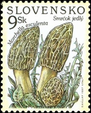 Mushroom---Morchella-esculanta.jpg