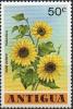 Colnect-3370-058-Helianthus-annuus.jpg