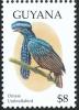 Colnect-3032-530-Amazonian-Umbrellabird-Cephalopterus-ornatus.jpg