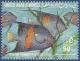 Colnect-2133-984-Yellowbar-Angelfish-Pomacanthus-maculosus.jpg