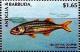 Colnect-4105-285-Yellowtail-snapper.jpg