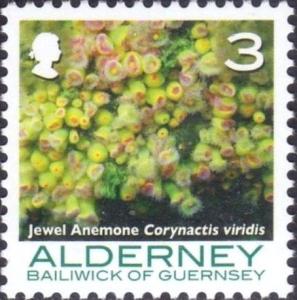 Colnect-4428-115-Jewel-Anemone-Corynactis-viridis.jpg