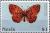 Colnect-4411-291-Emperor-gum-moth.jpg