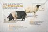 Colnect-3639-484-Old-and-endangered-farm-animals.jpg