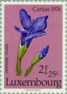 Colnect-134-363-Gentiana-ciliata.jpg