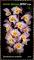 Colnect-5646-375-Dendrobium-amabile.jpg