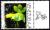 Colnect-2995-947-Epidendrum-Praetervisum.jpg