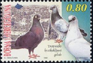 Colnect-565-113-Domestic-Pigeon-Columba-livia-domestica.jpg