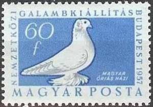 Colnect-596-300-Hungarian-Giant-Pigeon-Columba-livia-forma-domestica.jpg