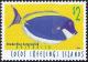 Colnect-2403-218-Powder-Blue-Surgeonfish-Acanthurus-leucosternon.jpg