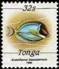 Colnect-3668-207-Powderblue-Surgeonfish-Acanthurus-leucosternon.jpg