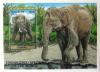 Colnect-530-267-Asian-Elephant-Elephas-maximus.jpg